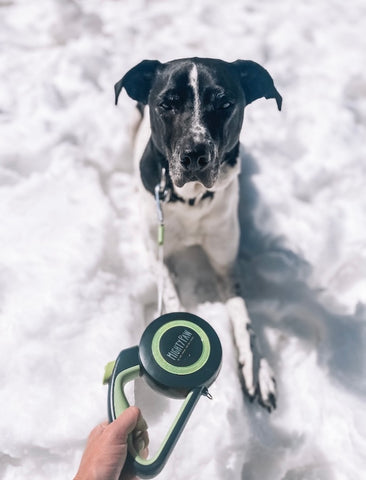 Practicing the "stay" command with Mighty Paw's Retractable Dog Leash 2.0