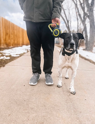 Mighty Paw Retractable Dog Leash 2.0