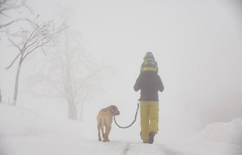 Walking a large dog in the snow on the Mighty Paw Hands-Free Bungee Leash Set