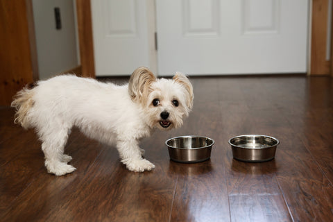 Little white fluffy dog drinking from Mighty Paw Water Bowls.