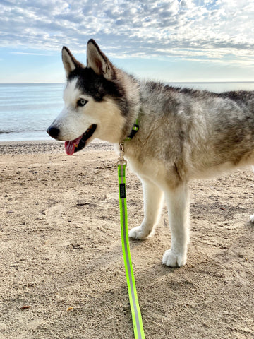 Husky dog on beach wearing the Mighty Paw Waterproof Leash.