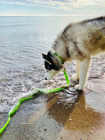 Husky in water on the beach wearing Mighty Paw's Waterproof Collar and Leash.