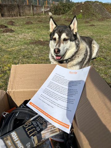 Husky rescue dog sits outside with a donated box of Mighty Paw goodies.