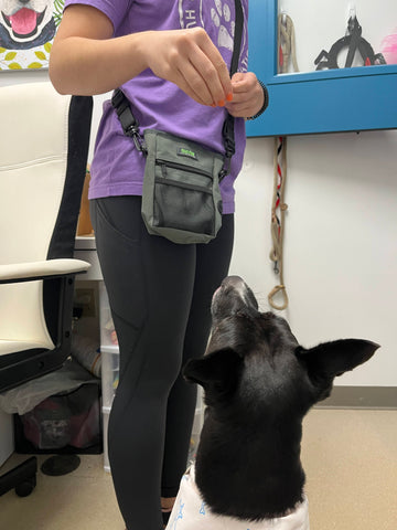 Person volunteering at animal shelter trains dog using Mighty Paw Treat Pouch.