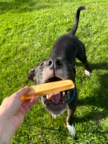 Black dog opens mouth wide for human to give Mighty Paw Yak Chew.