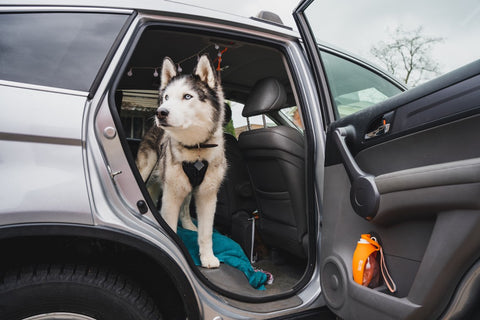 dog car safety is important on road trips