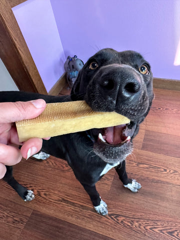 Black dog is given a Mighty Paw Yak Chew in front of purple wall inside.