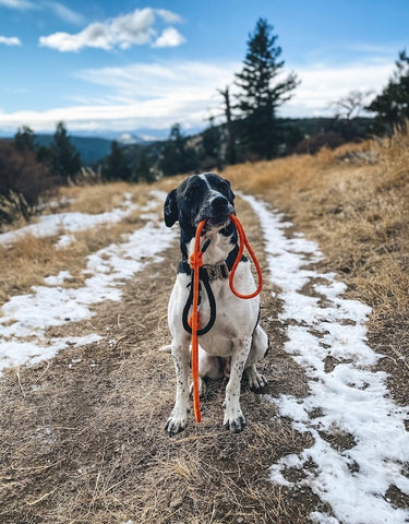 Hiking in Colorado with Mighty Paw dog gear