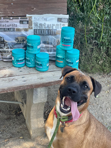 Tan dog sitting in front of Mighty Paw supplements and chews on a bench outside.