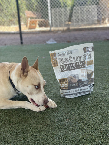 White dog eats Mighty Paw chicken foot outside.