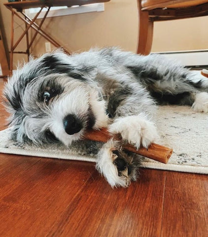 Puppy chewing on a Mighty Paw Naturals Bully Stick