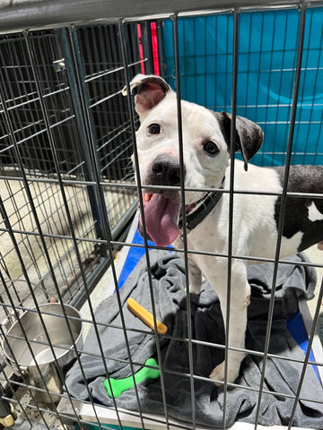 Black and white dog in kennel with Mighty Paw Yak Chew at dog shelter.