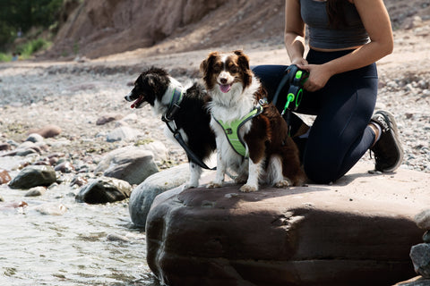 Two dogs and a woman sitting on a rock near a lake.