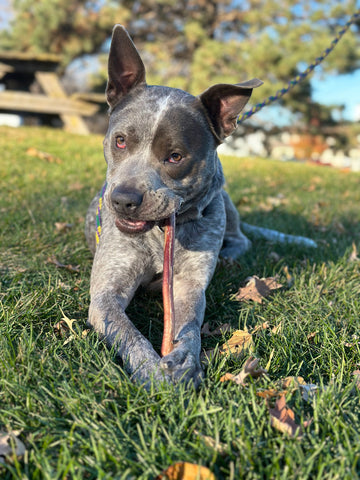 Grey and black dog chews on Mighty Paw Bully Stick outside.