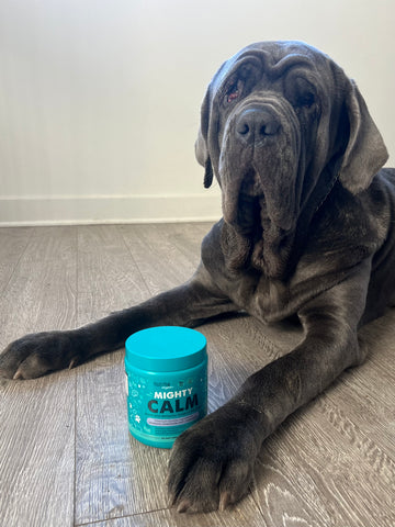 Grey Mastiff dog sits on ground with Mighty Calm supplements in between his paws.