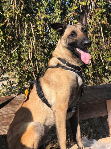 Brown Shepard sitting wearing Mighty Paw black Sport Harness.