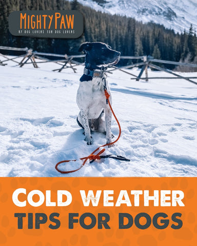 Mighty Paw | Cold weather tips for dogs