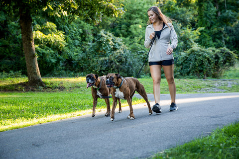 Woman walks her two Boxer dogs on a Mighty Paw leash outside.