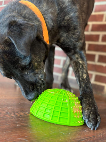 Brindle colored dog licks peanut butter off a green Mighty Paw Lick Pad on the floor.