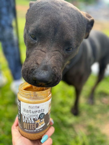 Brindle colored dog licks Mighty Paw Peanut Butter out of the jar.