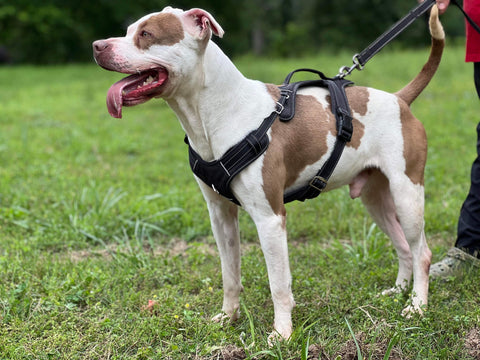 Brown and white pittie type dog wearing black Mighty Paw Sport Harness.