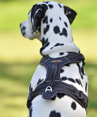 Mighty Paw Sport Dog Harness