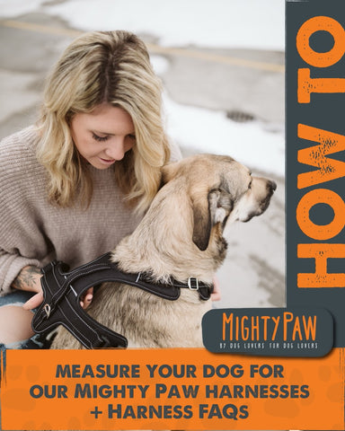 How to measure your dog for our Mighty Paw Harnesses + Harness FAQs