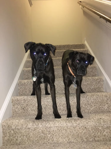 Boxer dogs exercising on stairs