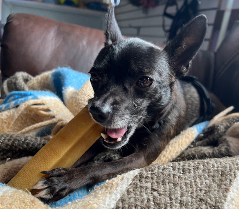 Little black chihuahua enjoys a Mighty Paw Yak Chew on a blanket.