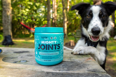 Mighty Paw Joints on a picnic table with a black and white dog with paws up on the table.