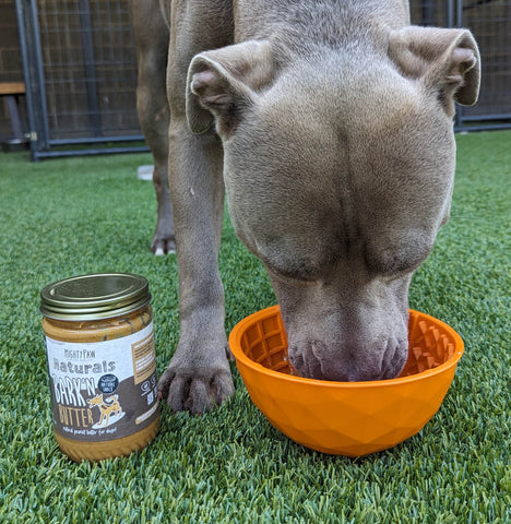 Grey dog licks Mighty Paw Peanut Butter out of orange lick bowl.