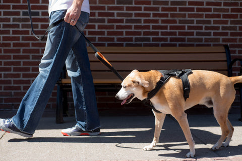 Person walking with tan dog on street using a Mighty Paw Harness and Leash.