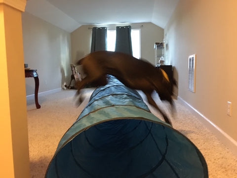 Boxer mix Missy jumps over an indoor agility tunnel