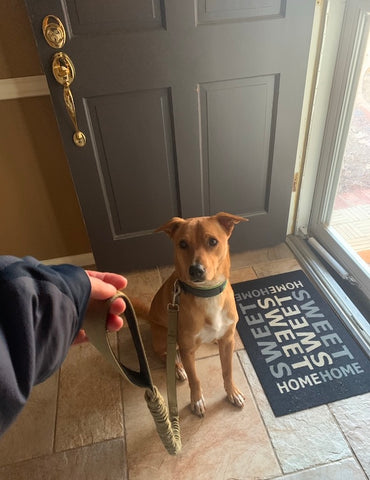 MightyPaw.com | Practicing polite dog behavior at the front door with Mighty Paw's Padded Dog Collar and Dual Handle Bungee Leash