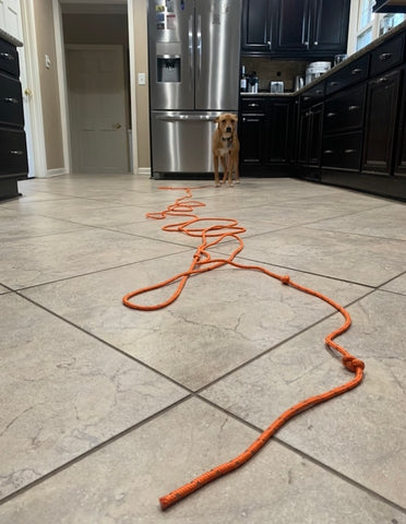 MightyPaw.com | Practicing the recall inside with Mighty Paw's Check Cord