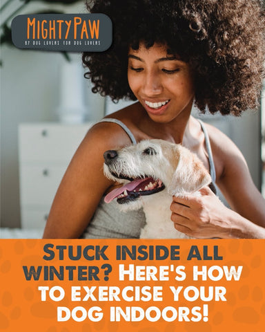 MightyPaw.com | Stuck Inside All Winter? Here's How To Exercise Your Dog Indoors!
