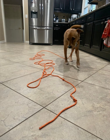 MightyPaw.com | Wally working on his recall inside with Mighty Paw's Check Cord