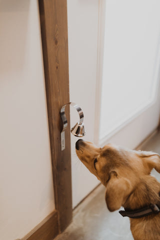 Tan dog rings Mighty Paw door bell to go outside.