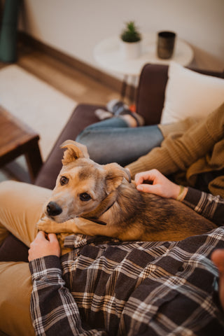 Small tan dog looks at camera while sitting on owners lap inside.