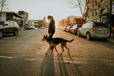 Woman walks german shepard on Mighty Paw Short Leash in town with sunsetting.