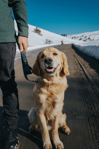 Golden sits on road with snow on the ground using Mighty Paw leash.