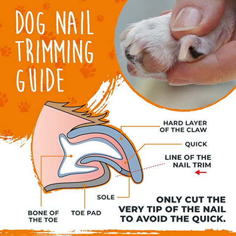 Cut claws on the dog? (7 tips guide)