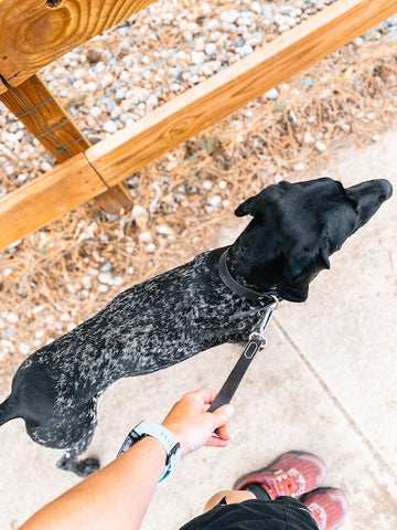 Mighty Paw Leather Dog Leash Tab on a walk