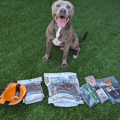 Rescue grey pitbull mix dog sits on grass with Mighty Paw products laid out in front of him.