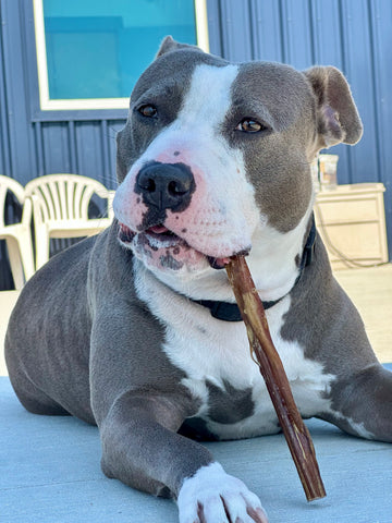 Grey and white dog chews on Mighty Paw Bully Stick outside.