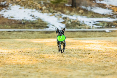 Dog running with green Mighty Paw frisbee in mouth.