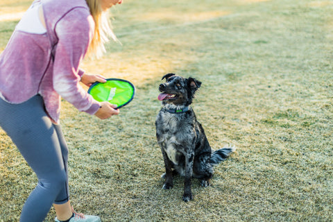 Woman plays with a green Mighty Paw frisbee with her black dog outside.