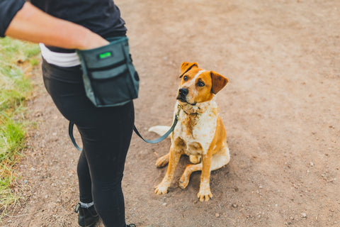 Tan dog sits while waiting for owner to give treat from Mighty Paw Treat Pouch.