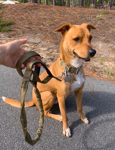 Mighty Paw tactical dual-handle bungee leash
