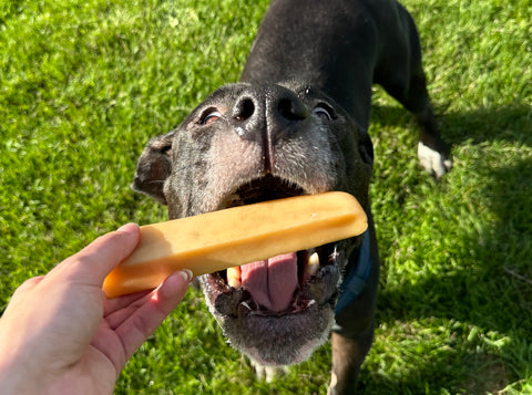 Black dog about to eat a Mighty Paw Yak Chew outside.